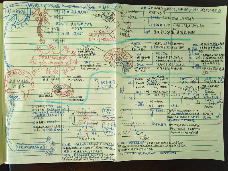 贺林学生做的生物思维导图2.jpg